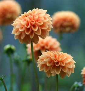 Imágenes de flores bonitas que puedes plantar en el jardín