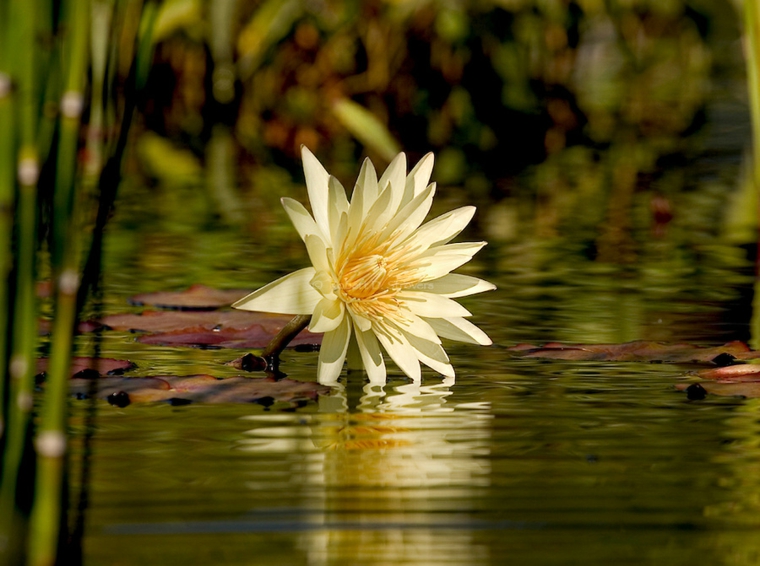 preciosa flor de nenúfar