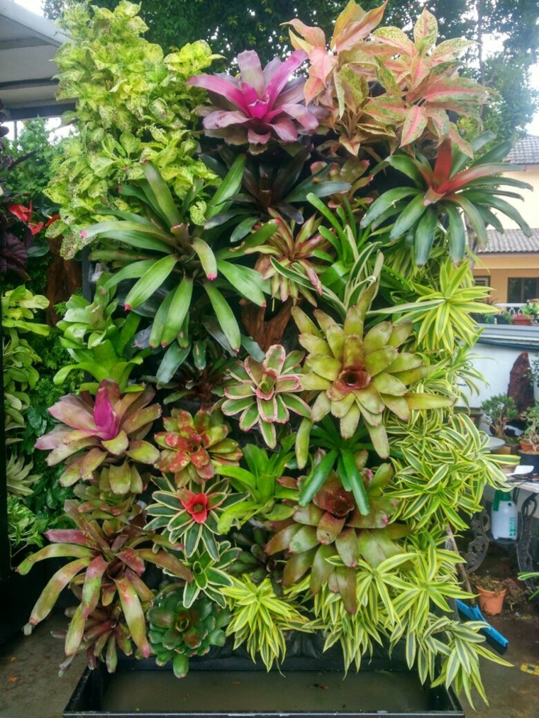 plantas colores