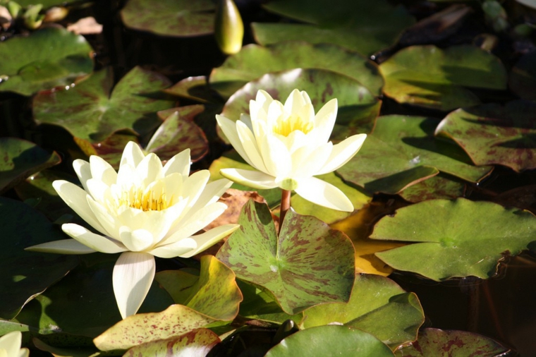 flores de nenúfar