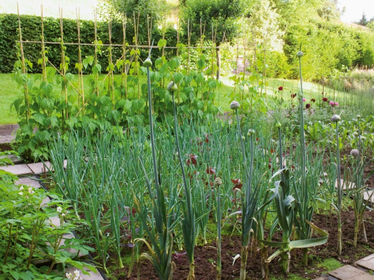 fuentes exteriores plantas comestibles