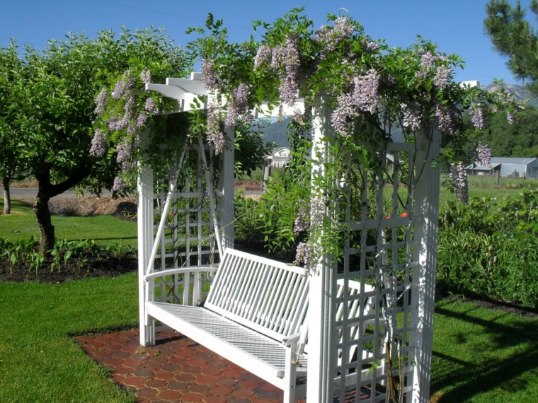 glicina planta-jardin-banco-color-blanco