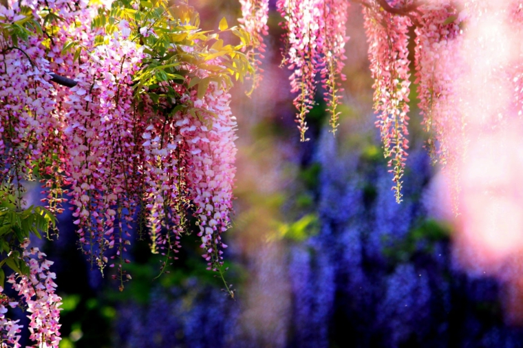 glicina planta-jardin-flores-originales-estilo