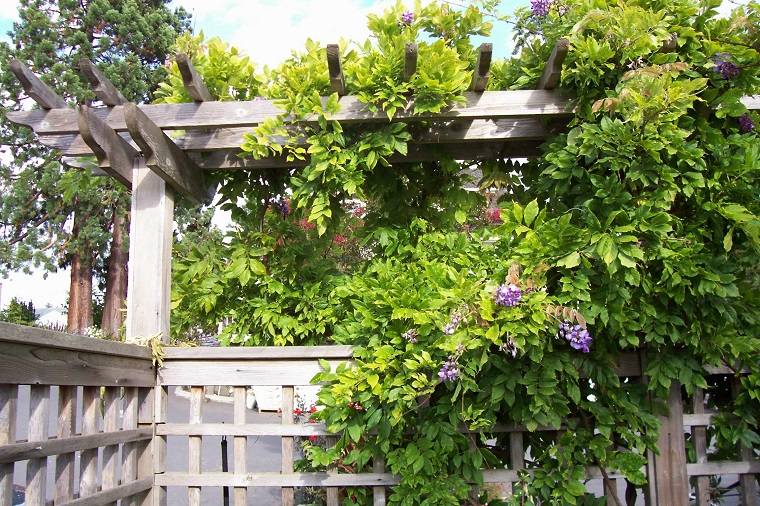 glicina planta-jardin-pergola-madera-diseno