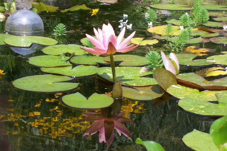 bonita flor rosa