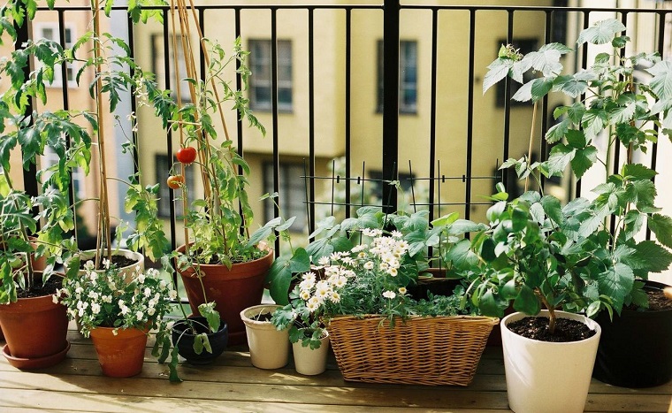 huerto urbano-balcon-verduras-cuidad
