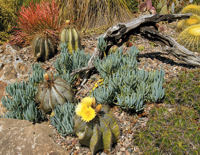 jardin de cactus madera-estilos-cercados