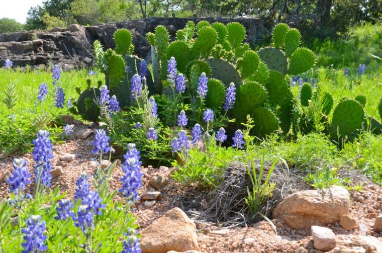 jardin de cactus monticulo-raices