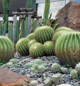 Jardín de cactus ideas DIY para crear ambientes asombrosos