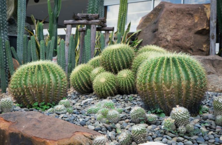 jardin de cactus piedras-rio-salones
