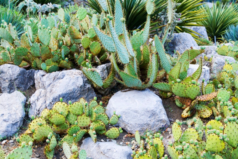 jardin de cactus rocas-estantes-ideas