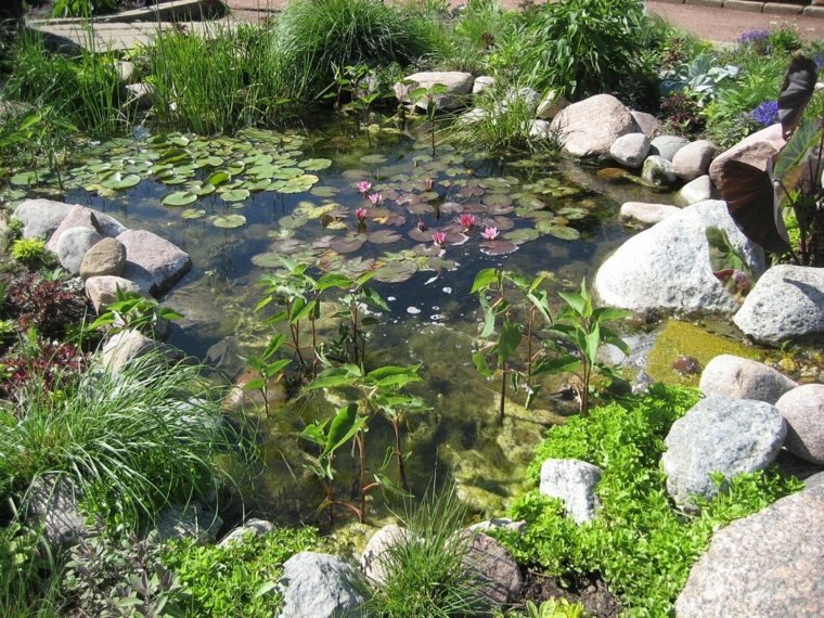 plantas acuáticas perennes