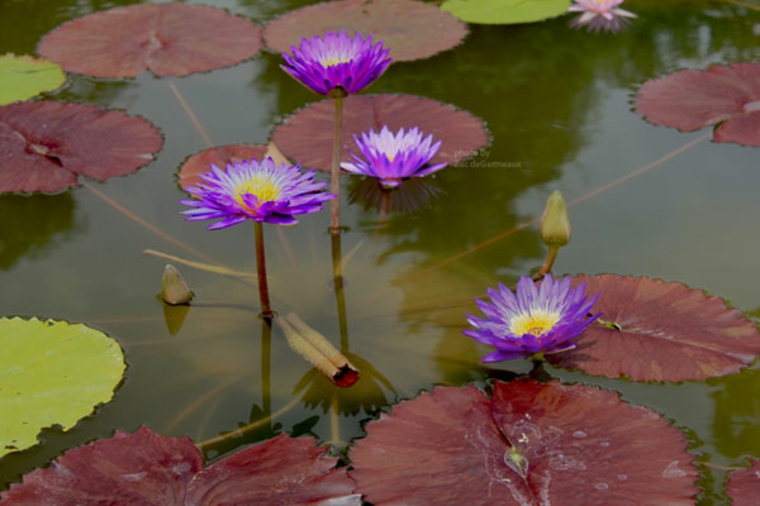 flores de nenúfar