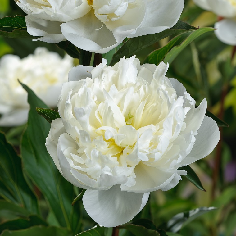 paeonia-lactiflora-blanca-flor-bella