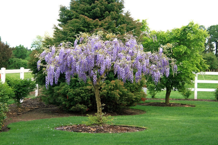 planta-jardin-como-ciltivar-glicina