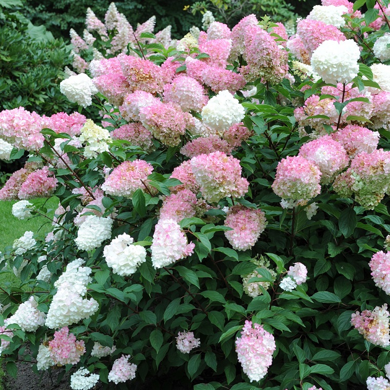 plantas de jardin arbustos hydrangea paniculata