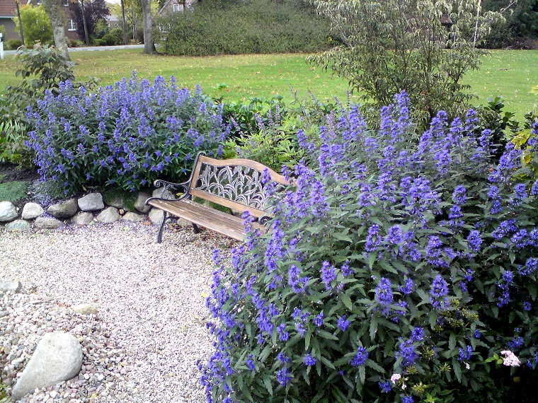 plantas-de-jardin-ideas-arbustos-caryopteris