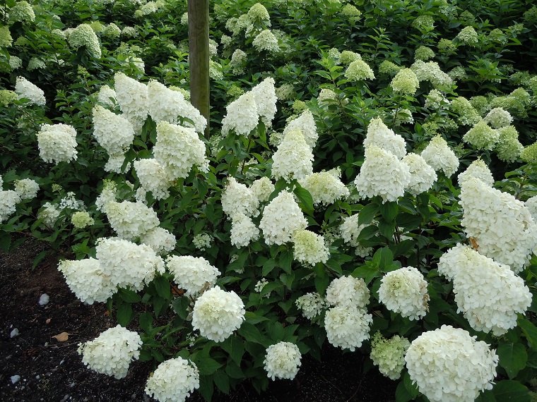 plantas-de-jardin-opciones-arbustos-hydrangea-paniculata