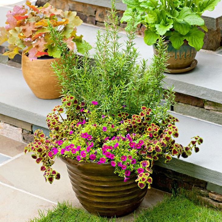 variedades plantas especiales soluciones
