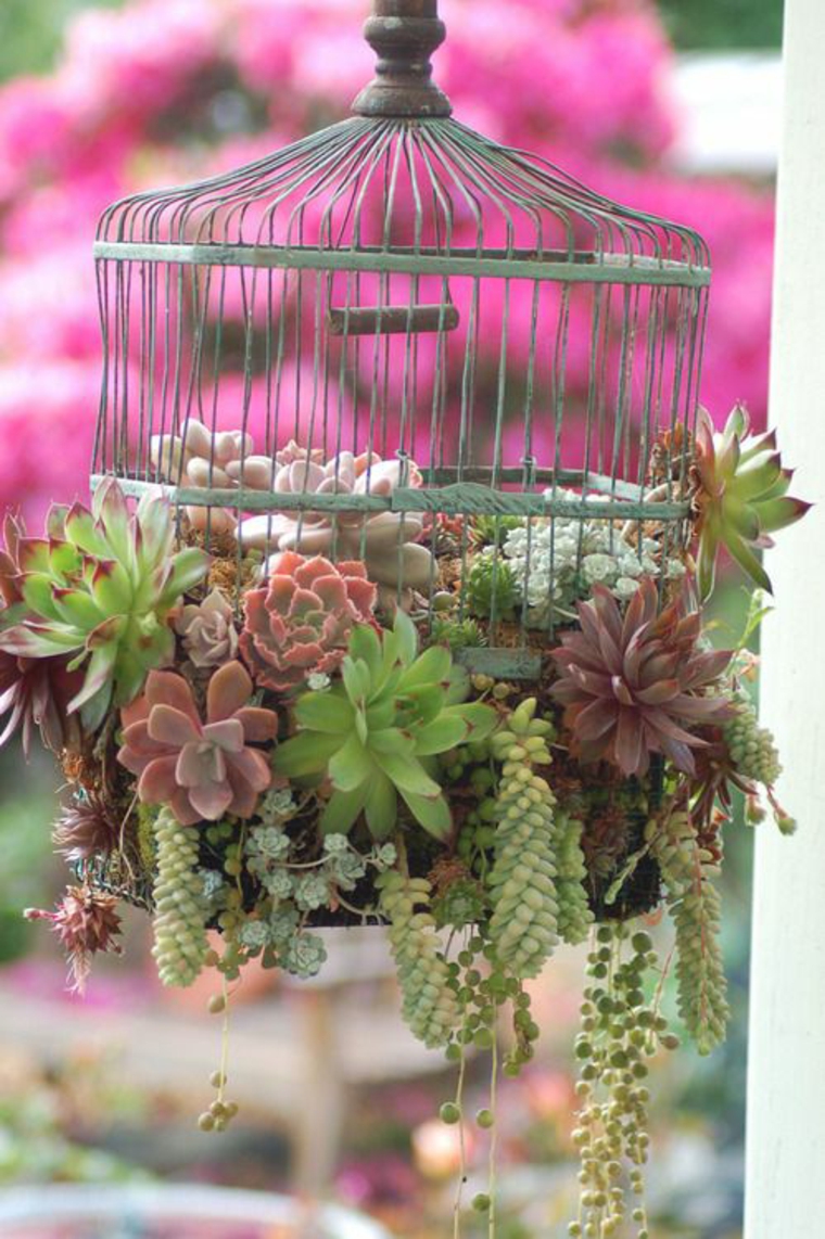 original jaula vintage con plantas suculentas