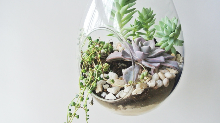 terrarios colgantes de vidrio con plantas