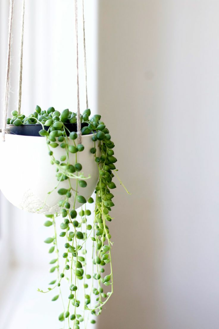 plantas suculentas colgantes