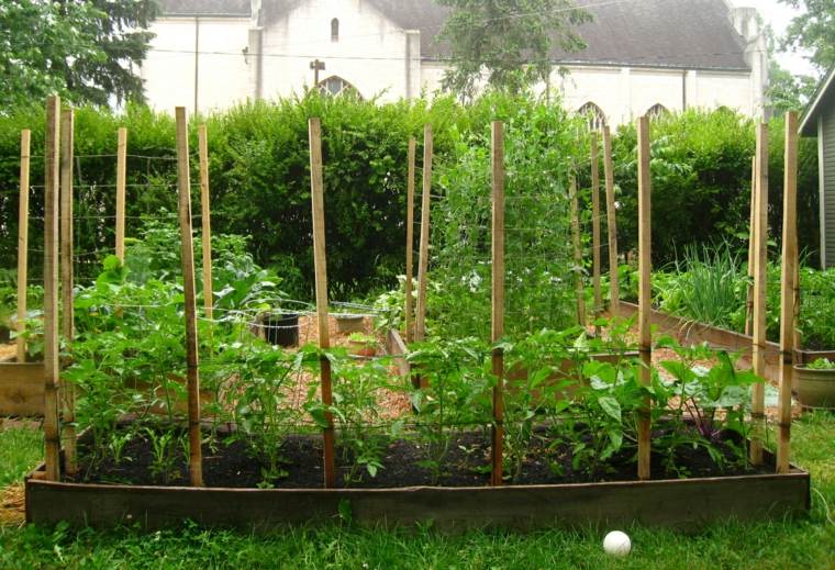 plantar tomates cuerdas para enredaderas