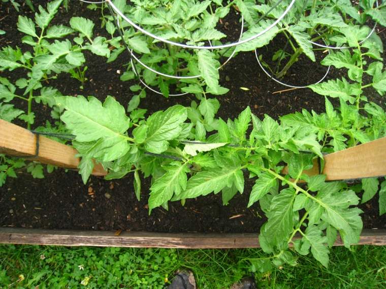 plantar tomates secciones metalicas espirales