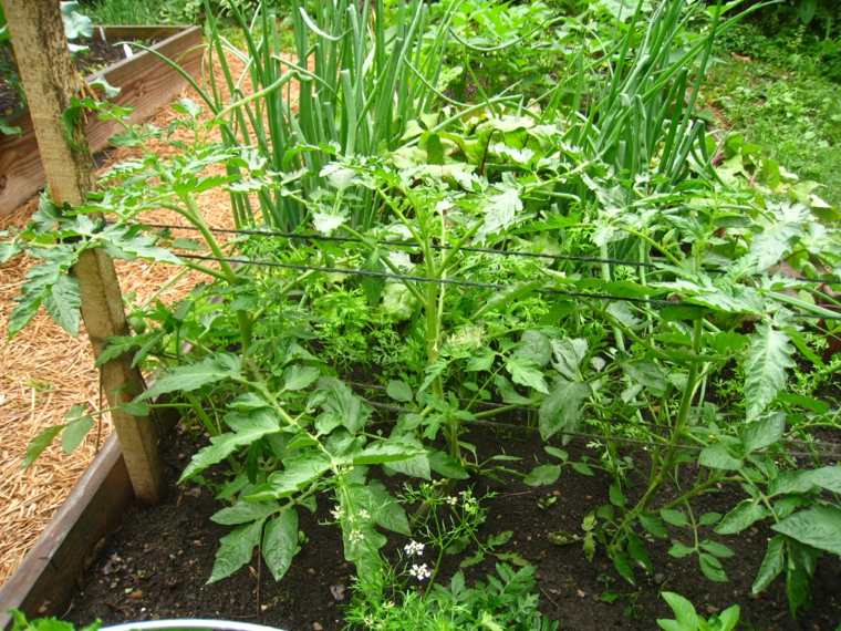 plantar tomates simples cuerdas enredadas