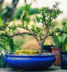 Cómo cuidar un bonsái - Los principios básicos de su cuidado