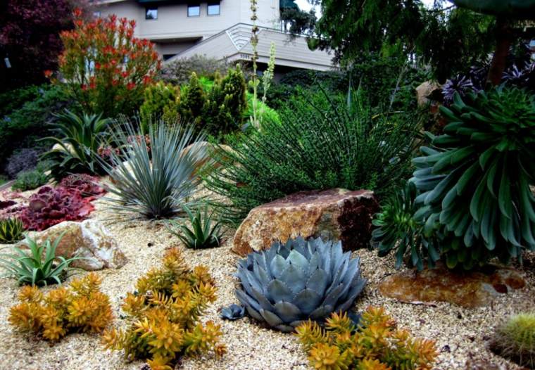 jardines de cactus y suculentas