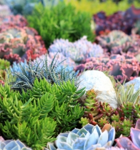 Cactus y suculentas para jardines y patios de exterior