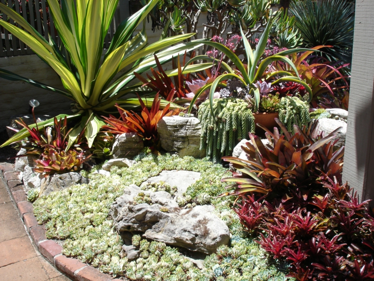 Cactus Y Suculentas Para Jardines Y Patios De Exterior