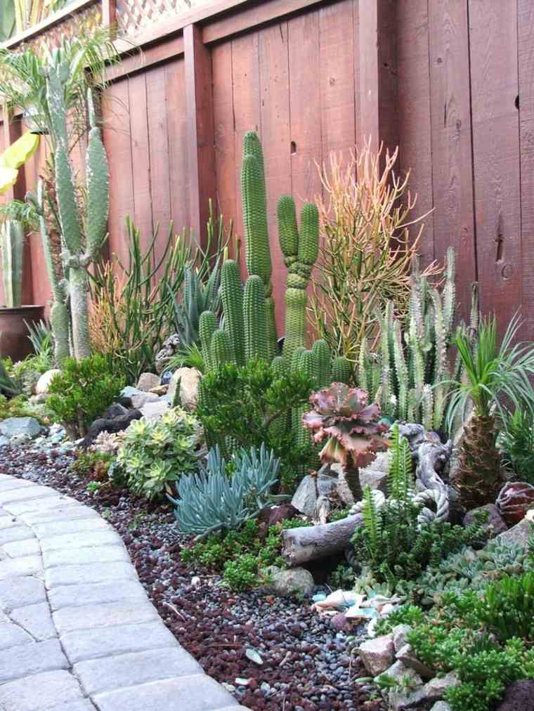 Cactus y suculentas para y patios exterior