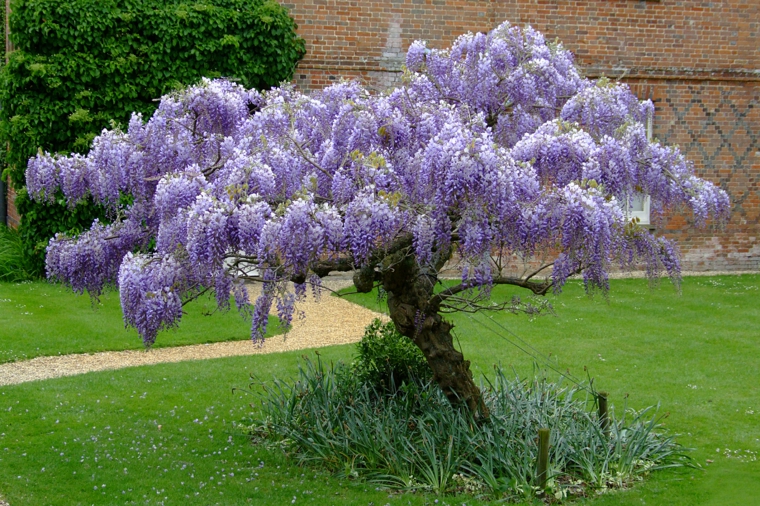 ideas para decorar un patio con wisteria