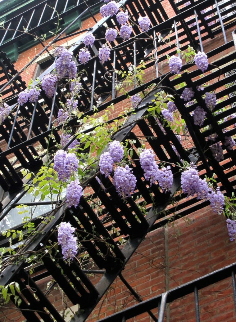 decorar el jardín con glicinias