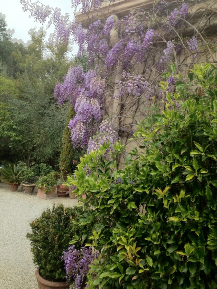 bonito jardín con glicinias