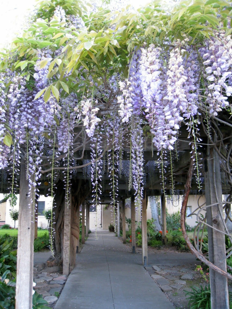 estupendas ideas para decorar un jardín con glicinias