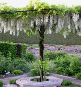 Glicinia - una hermosa flor para decorar cubiertas de jardines