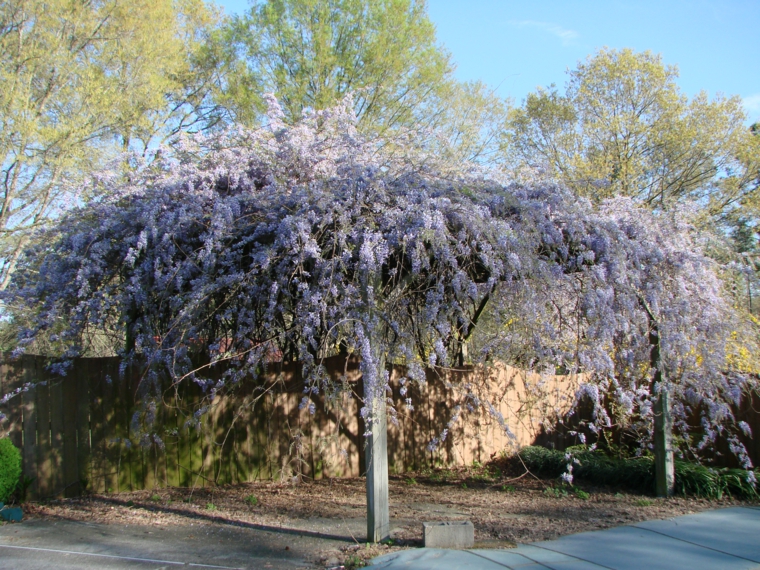decorar un patio con wisterias