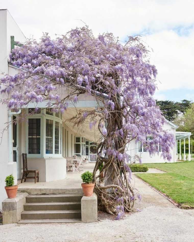 bonitas ideas para decorar un patio con wisterias