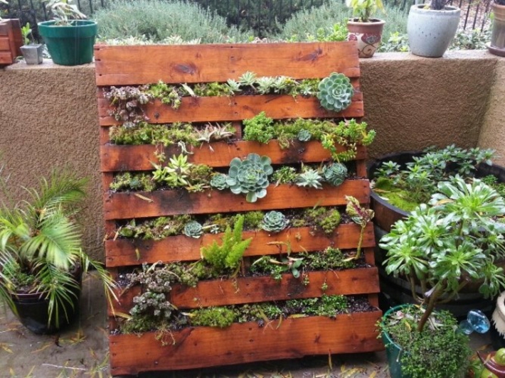 suculentas plantadas jardines verticales