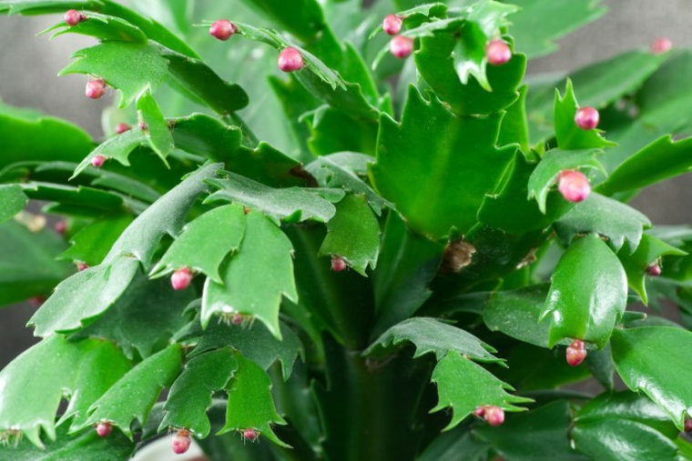 planta de cactus de Navidad