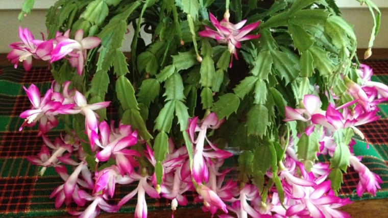 bonito cactus