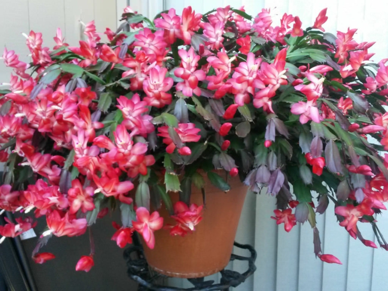 bonito cactus en maceta
