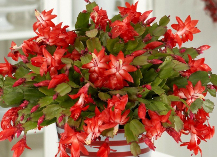 estupendas flores rojas