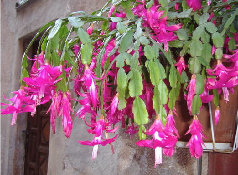 planta con bonitas flores color rosa