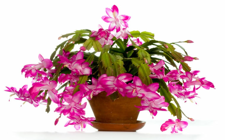 planta con bonitas flores