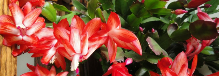 planta con bonitas flores color rojo