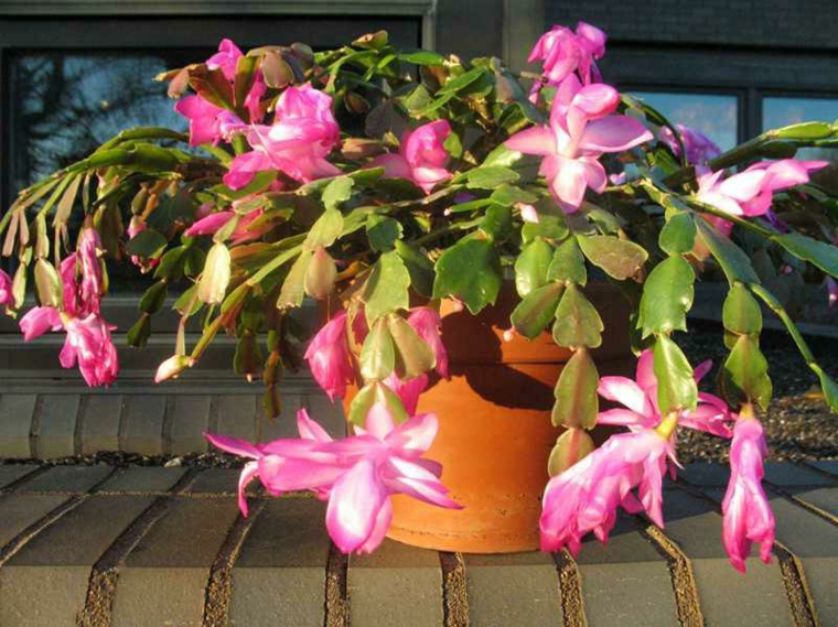planta con flores de color rosa